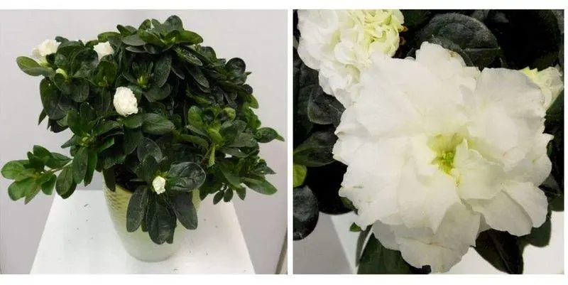 Азалия Вайт Вогель Д12