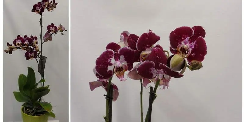 Фаленопсис Дарк Пёрпл 2ст. Д12