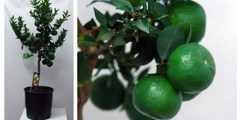 Цитрофортунелла Микрокарпа Д21 