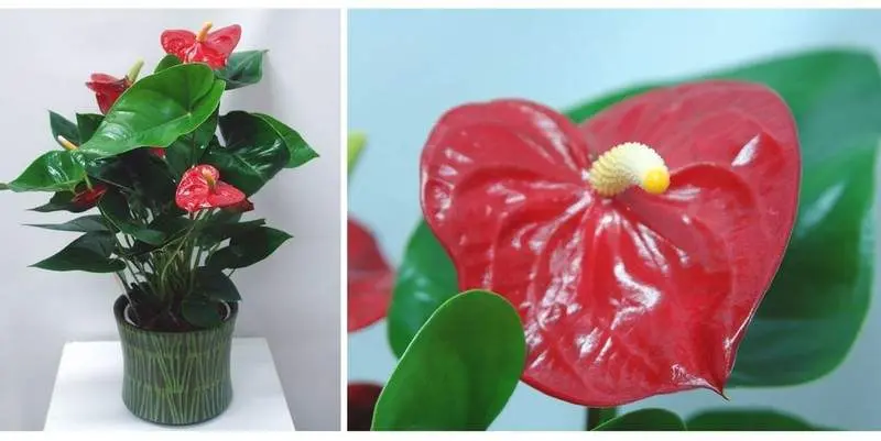 Антуриум Андрианум Роял Чемпион Д15 Н50