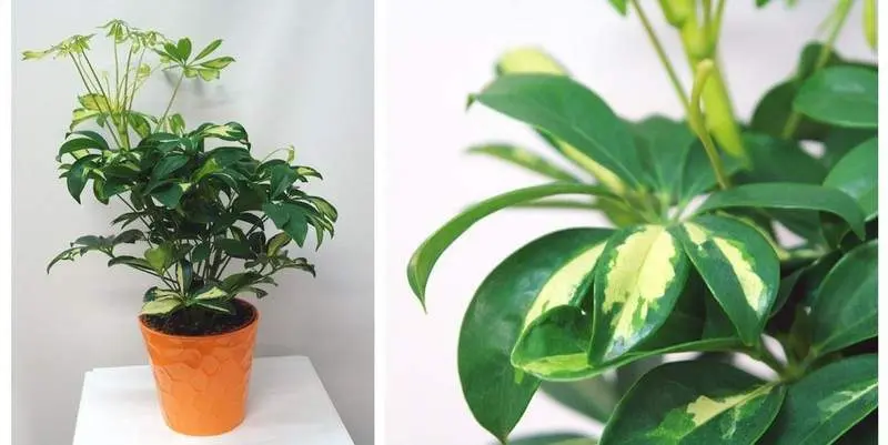 Шеффлера Герда Д12 Н45