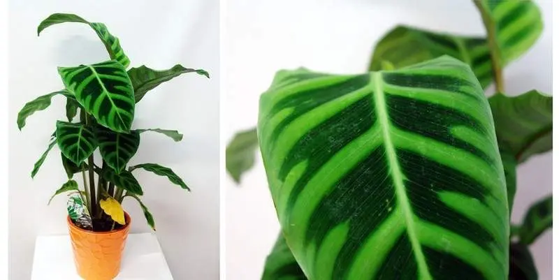 Калатея Зебрина Д15 