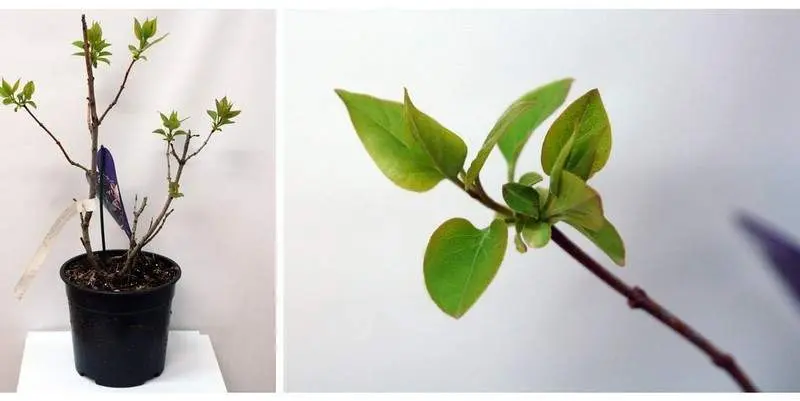 Сирень обыкновенная Примроуз